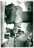 Rhinoceros Animal - Vintage Photograph
