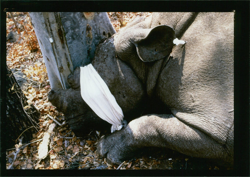 Rhinoceros Animal - Vintage Photograph