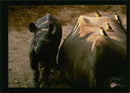 Rhinoceros Animal - Vintage Photograph