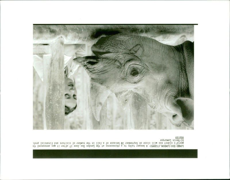 Rhinoceros Animal - Vintage Photograph