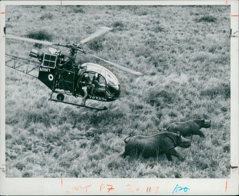 Rhinoceros Animal - Vintage Photograph