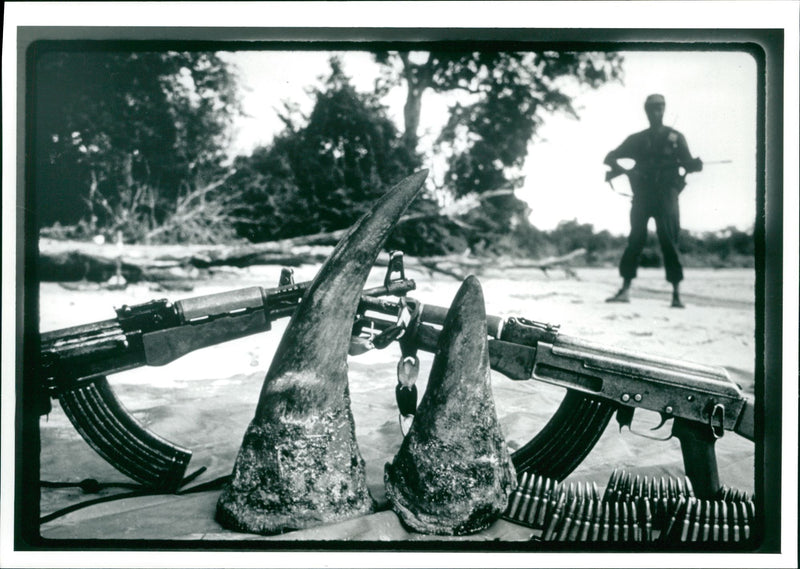 Rhinoceros Animal - Vintage Photograph