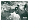 Rhinoceros Animal - Vintage Photograph
