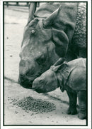Rhinoceros Animal - Vintage Photograph