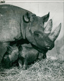 Rhinoceros Animal - Vintage Photograph