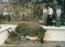 Rhinoceros Animal - Vintage Photograph