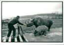 Rhinoceros Animal - Vintage Photograph