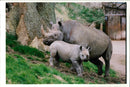 Rhinoceros Animal - Vintage Photograph