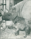 Rhinoceros Animal - Vintage Photograph