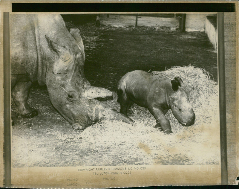 Rhinoceros Animal - Vintage Photograph