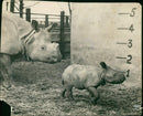 Rhinoceros Animal - Vintage Photograph