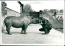 Rhinoceros Animal - Vintage Photograph