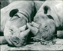 Rhinoceros Animal - Vintage Photograph