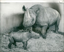 Rhinoceros Animal - Vintage Photograph