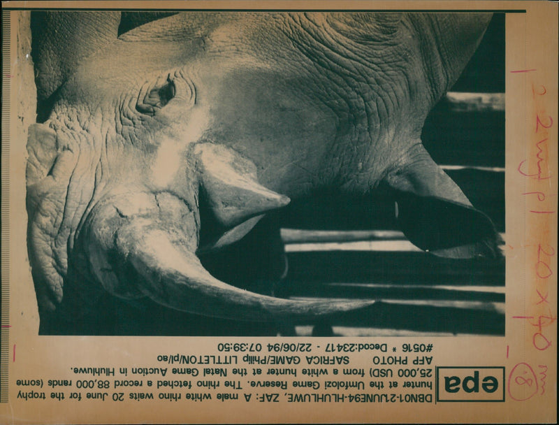 Rhinoceros Animal - Vintage Photograph