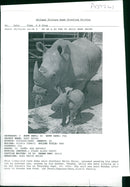 Rhinoceros Animal - Vintage Photograph