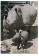 Rhinoceros Animal - Vintage Photograph
