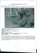 Rhinoceros Animal - Vintage Photograph