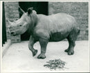 Rhinoceros Animal - Vintage Photograph