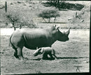 Rhinoceros Animal - Vintage Photograph