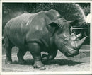 Rhinoceros Animal - Vintage Photograph