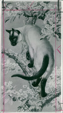 Charles Tunnicliffe: siamese cat in a pear tree. - Vintage Photograph