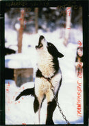 Husky - Vintage Photograph