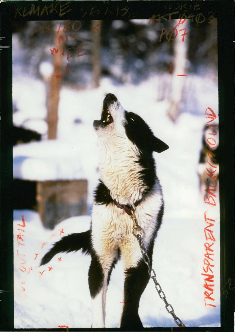 Husky - Vintage Photograph