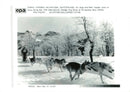 Husky (six dogs and their master) - Vintage Photograph