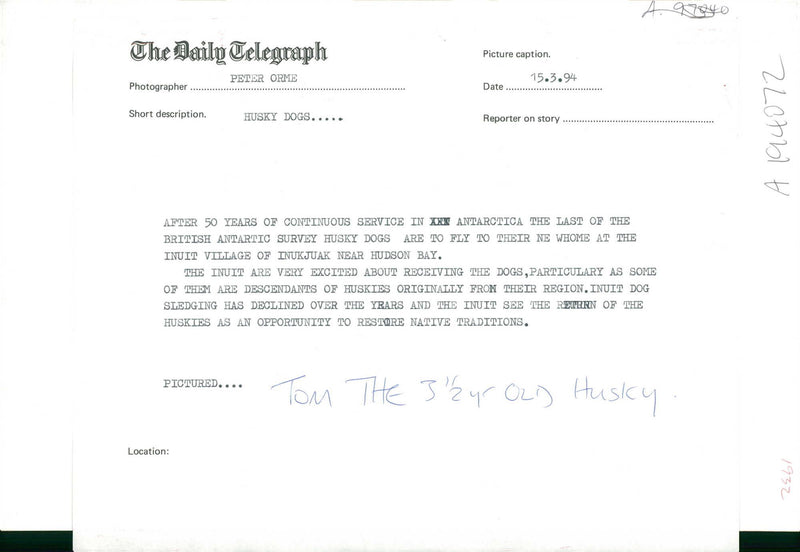 Husky - Vintage Photograph