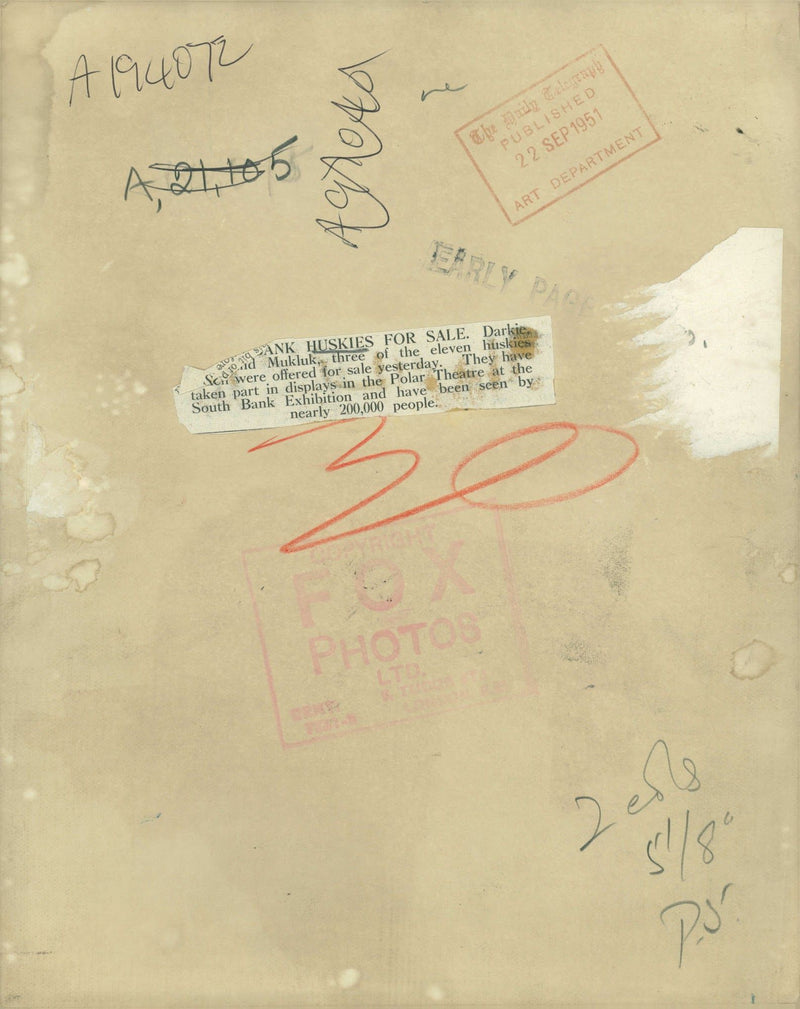 Husky - Vintage Photograph