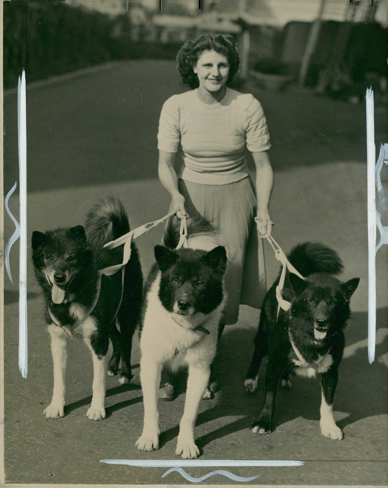 Husky - Vintage Photograph