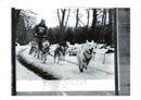 Husky (snow adds authenticity) - Vintage Photograph