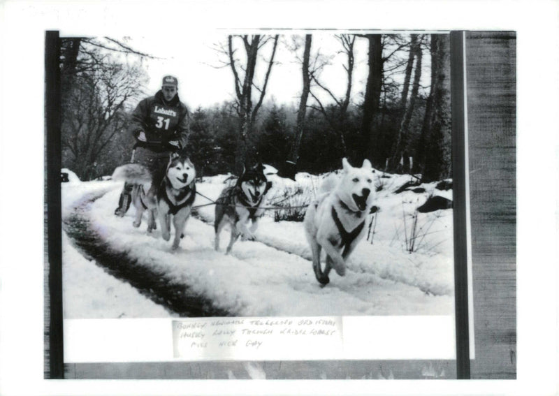 Husky (snow adds authenticity) - Vintage Photograph