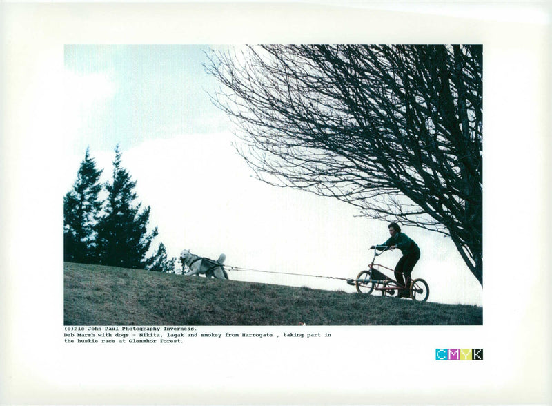 Husky - Vintage Photograph