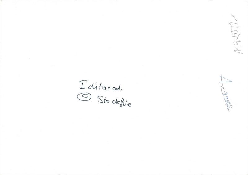 Husky - Vintage Photograph