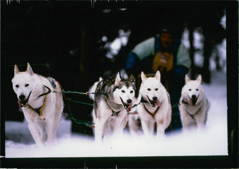 Husky - Vintage Photograph
