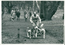 Husky - Vintage Photograph