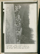 Husky - Vintage Photograph