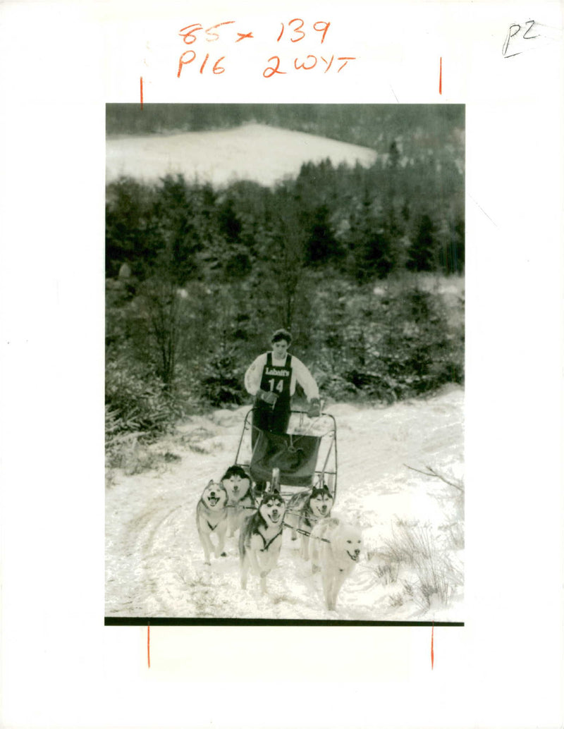 Husky - Vintage Photograph