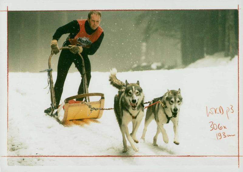 Husky - Vintage Photograph