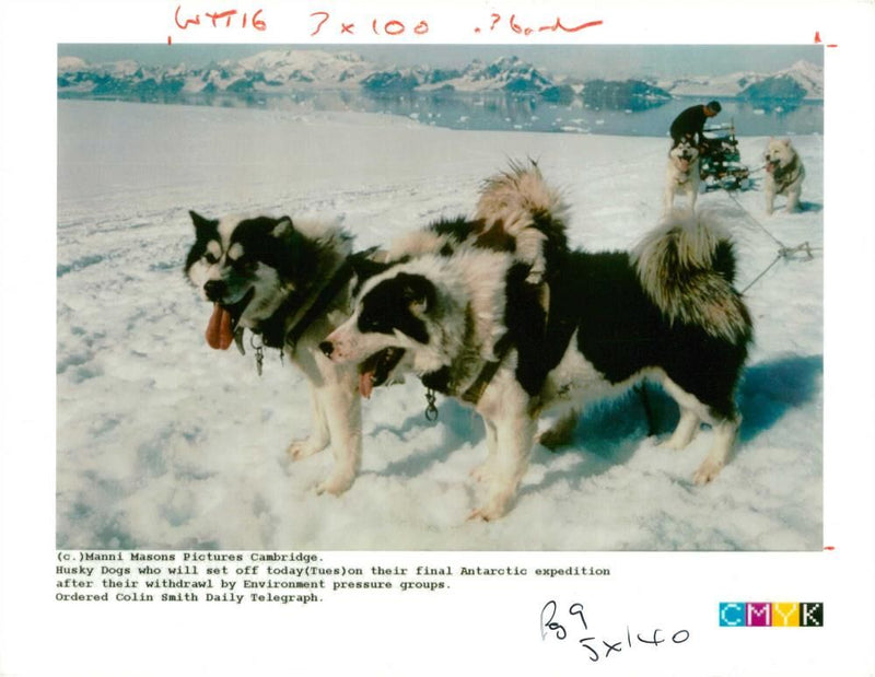 Huskies set off yesterday to their final expedition - Vintage Photograph