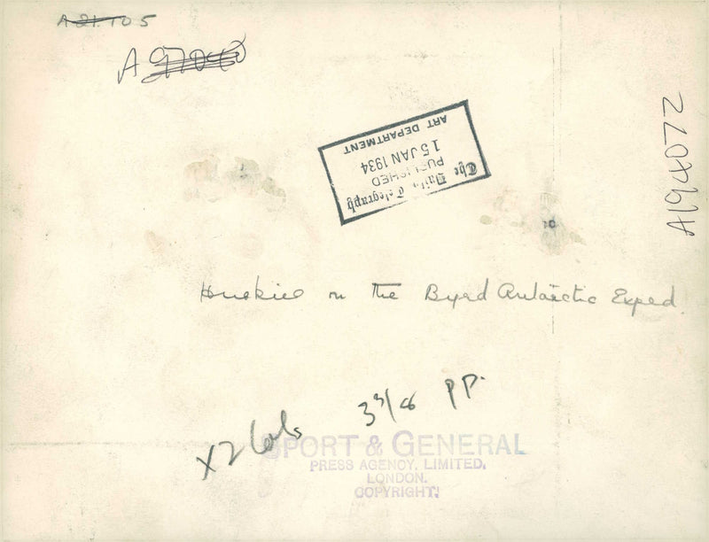 Husky - Vintage Photograph