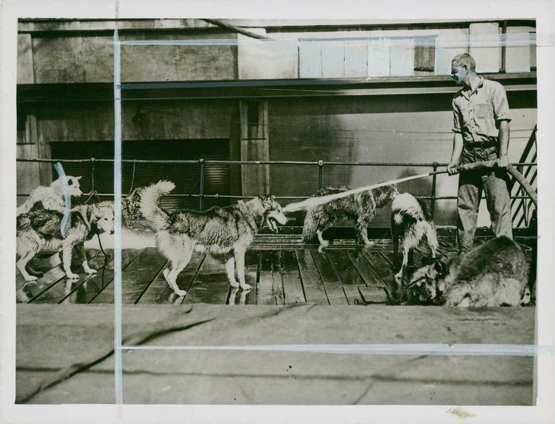 Husky - Vintage Photograph