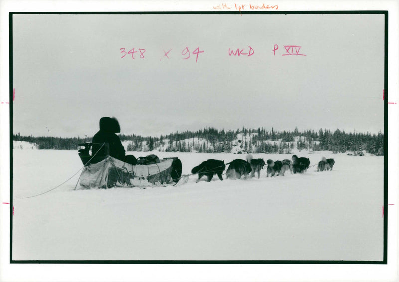 Husky - Vintage Photograph