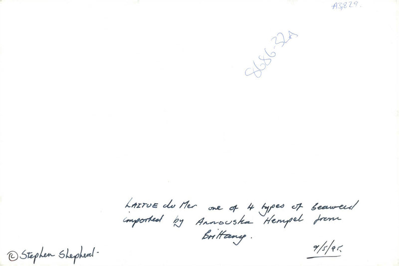 Laitue de Mer, sea lettuce - Vintage Photograph