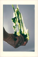 Laitue de Mer, sea lettuce - Vintage Photograph