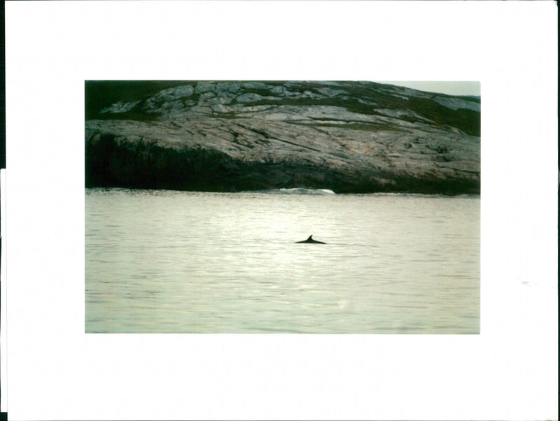 Animal: Whales - Vintage Photograph