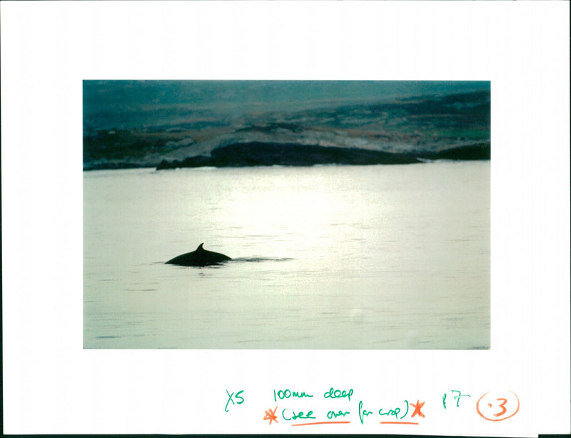 Animal: Whales - Vintage Photograph