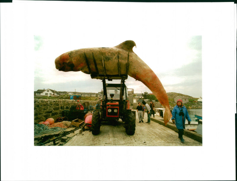 Animal: Whales - Vintage Photograph